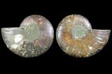 Sliced Ammonite Fossil - Agatized #116790-1